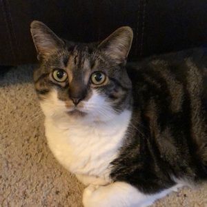 Meet your Posher, Dawn